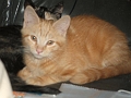 Kitten 0529